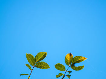 Close-up of plant against blue background