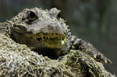 Close-up of crocodile in zoo