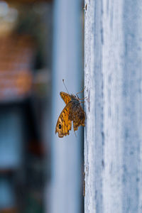 Close-up of butterfly