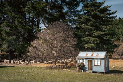 Beautiful house at the road side of lily bank, south bank of lake tekapo, new zealand. 