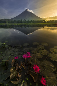 Lotus water lily in lake against mountain during sunset