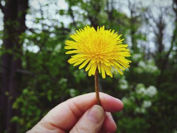 Close-up of hand holding yellow flower