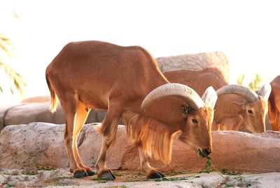 Barbary sheep on field against clear sky