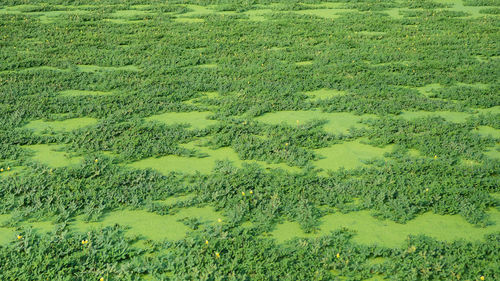 High angle view of field
