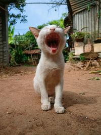 View of white cat yawning