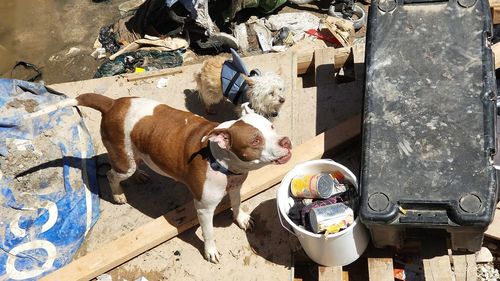 Two homeless dogs in garbage next to the tunnels in las vegas