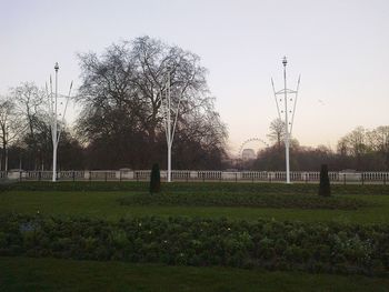Trees on grassy field