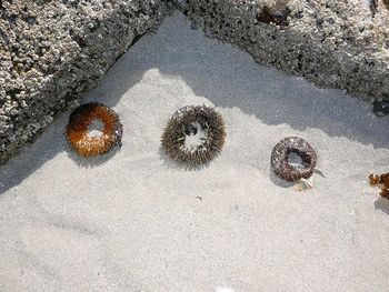 Close-up of cactus on sand