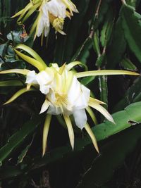 Close-up of white flowers blooming outdoors