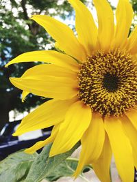 Close-up of sunflower blooming outdoors