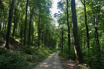 Footpath amidst trees in forest