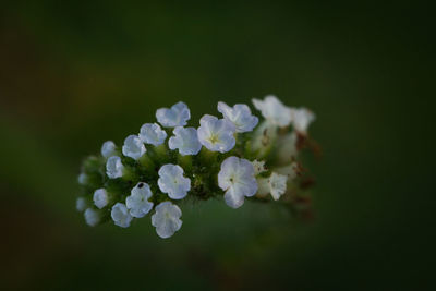 Close-up of white flowering plant