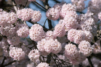 Close-up of pink cherry blossoms