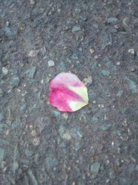 High angle view of pink rose flower