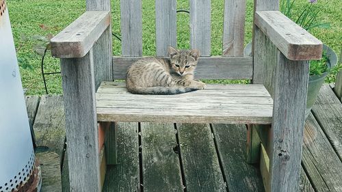 Cat sitting on wood