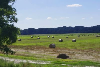 Hay bales on field