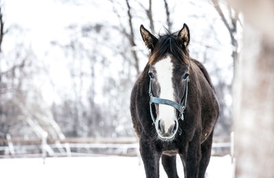 Horse standing in ranch