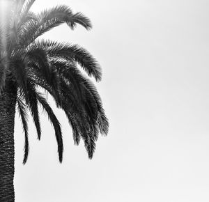 Low angle view of palm tree against clear sky