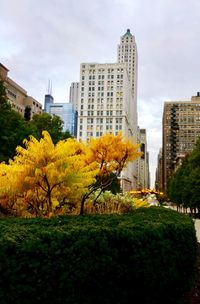 Trees and buildings against sky