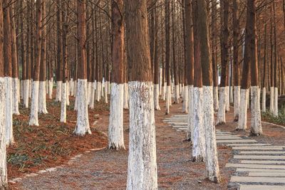 Panoramic shot of trees on landscape