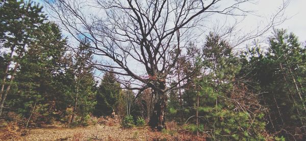 Trees in forest against sky