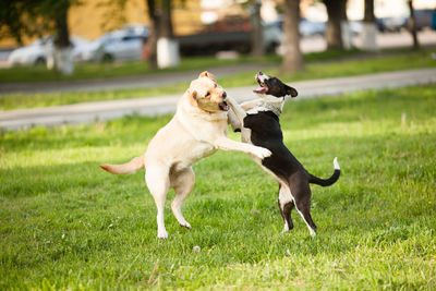 Dogs running on grassy field