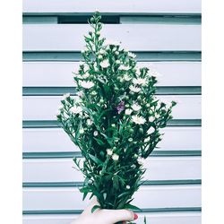 Flowers growing on window sill