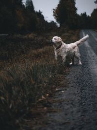 Autumn dog walk
