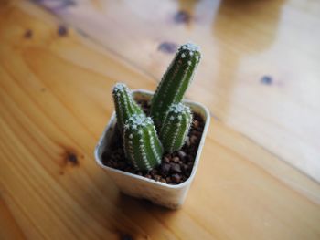 High angle view of succulent plant on table