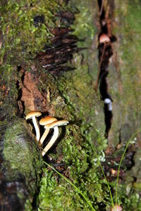 Close-up of a mushroom