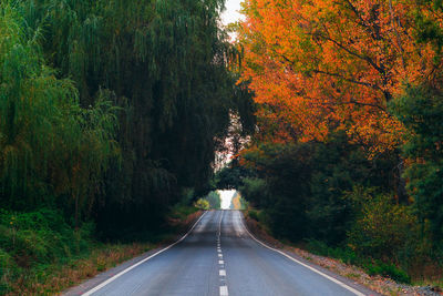 Road amidst trees in forest during autumn