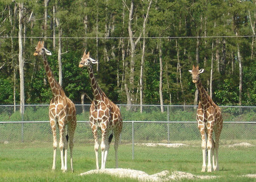Three giraffs