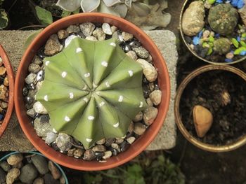 High angle view of succulent plant in container