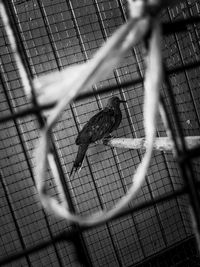 View of bird in cage