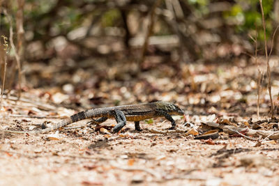 Close-up of lizard on field