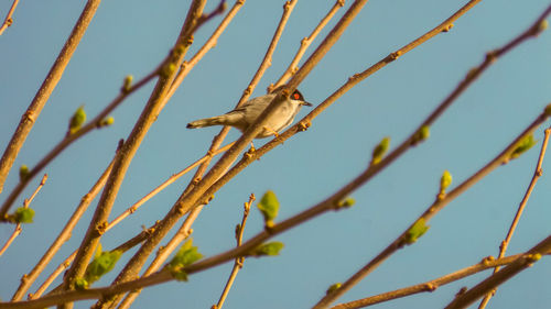 Low angle view of bird perching on branch