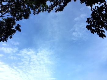 Low angle view of tree against sky