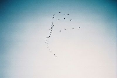 Low angle view of birds flying against sky