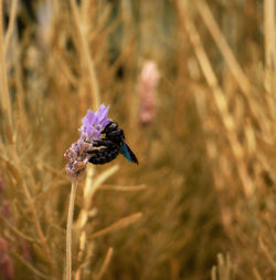 Close-up of honey bee pollinating on purple flower