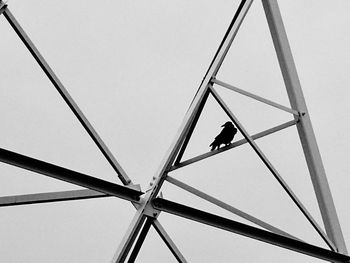 Low angle view of bird on pole against clear sky