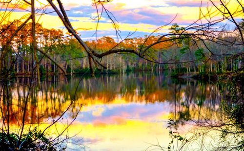 Reflection of trees in lake