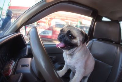 Close-up of a dog in car