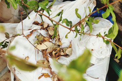 High angle view of white leaves on plant