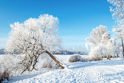 Beautiful winter landscape with snow. branches of the trees are beautifully snow-covered.