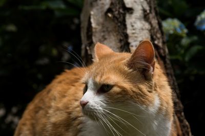 Close-up of cat