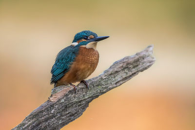 Close-up of bird perching on a tree