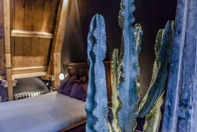 Close-up of cactus against bed