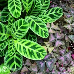 High angle view of leaves on field