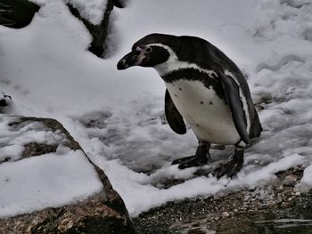 High angle view of penguin on snow