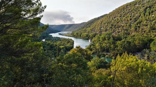 Scenic view of river in forest against sky